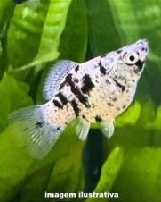 Molinesia Balão Dalmata 2-4cm