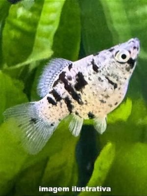 Molinesia Balão Dalmata 2-4cm