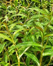 Polygonum sp
