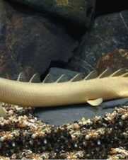Polypterus Senegalus 4-8cm