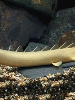 Polypterus Senegalus 4-8cm