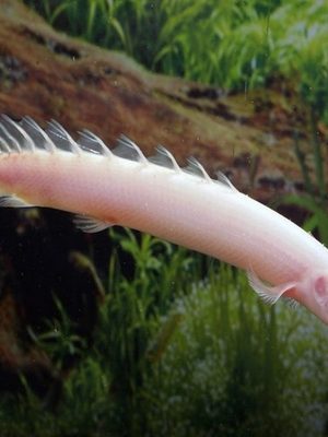 Polypterus Senegalus Albino 4-8cm