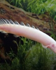 Polypterus Senegalus Albino 4-8cm Polypterus Senegalus Albino 4-8cm