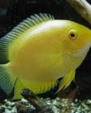 Acara Severum Gold 5-6cm