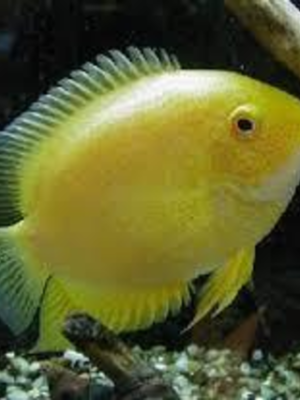 Acara Severum Gold 5-6cm