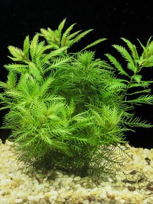 Proserpinaca Palustris