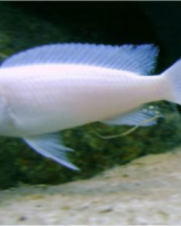 Socolofi Albino 3-6cm Socolofi Albino 3-6cm