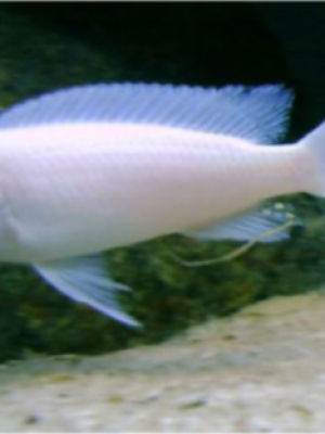 Socolofi Albino 3-6cm