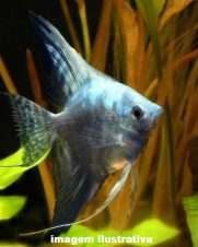 Acara Bandeira Azul Leopardo 4-5cm Acara Bandeira Azul Leopardo 4-5cm