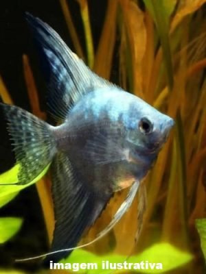 Acara Bandeira Azul Leopardo 4-5cm