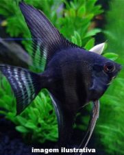 Acará Bandeira Smoke 3-4cm Acará Bandeira Smoke 3-4cm