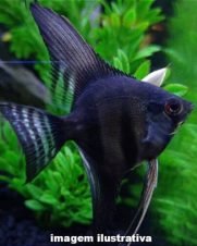 Acará Bandeira Smoke 3-4cm