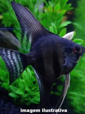 Acará Bandeira Smoke 3-4cm