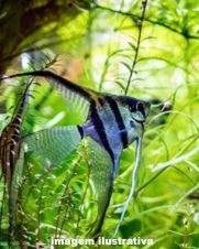 Acara Bandeira Zebra Azul Véu 4-5cm