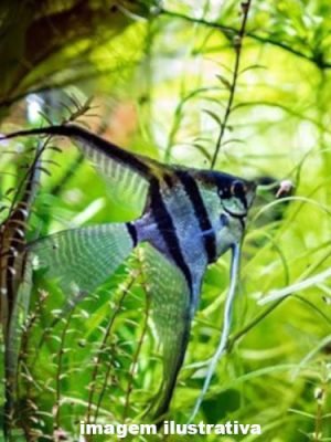 Acara Bandeira Zebra Azul Véu 4-5cm