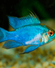Ramirezi Eletric Blue 2-4cm