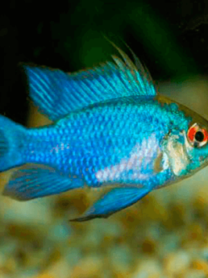 Ramirezi Eletric Blue 2-4cm