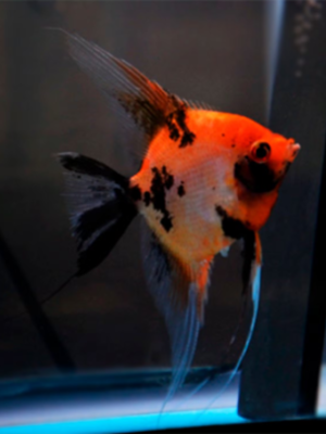 Acara Bandeira Red Koi Veú 4-5cm