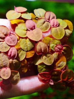 Phyllanthus Fluitans