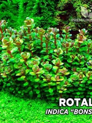 Rotala Bonsai