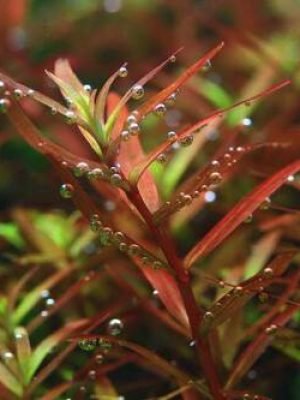 Rotala Colorata