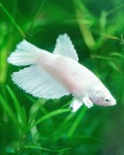 Betta Fêmea White 2-4cm Betta Fêmea White 2-4cm