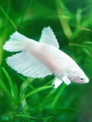 Betta Fêmea White 2-4cm
