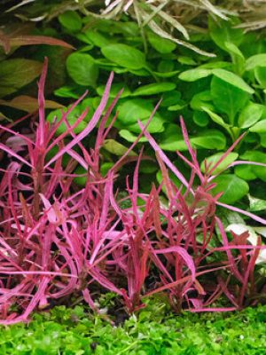 Hygrophila Red