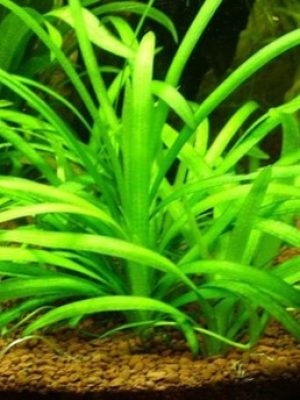 Sagittaria Subulata