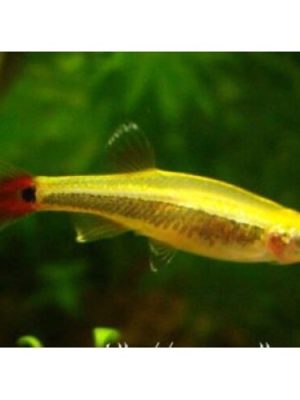 Tanictis Gold 2-3cm