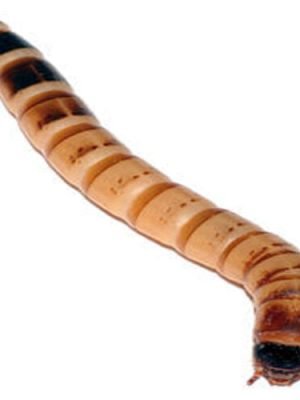 Tenebrio Gigante Alimento Vivo