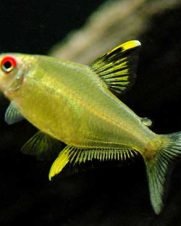 Tetra Limão Verde 2-3cm Tetra Limão Verde 2-3cm