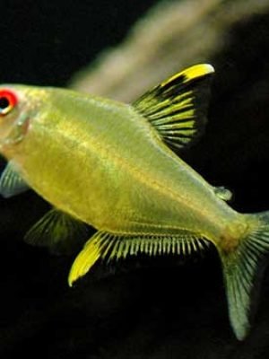 Tetra Limão Verde 2-3cm