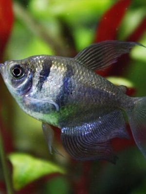 Tetra Negro 3-4cm