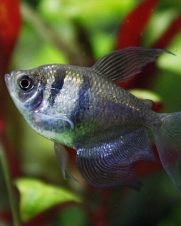 Tetra Negro 3-4cm