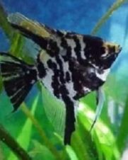 Acara Bandeira Marmorato 4-5cm