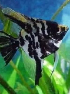 Acara Bandeira Marmorato 4-5cm