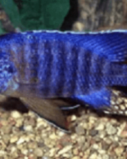 Aulonocara Blue Orchid 6-8cm