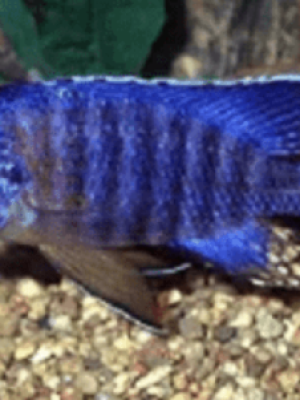 Aulonocara Blue Orchid 6-8cm