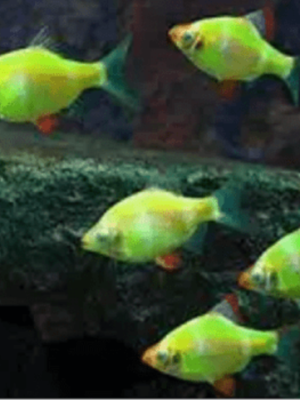 Barbo Sumatra Neon Verde 2-4cm