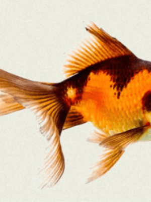 Kinguio Telescopio Batmam 6-9cm