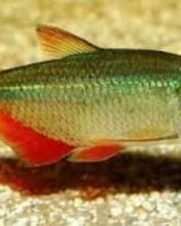 Tetra Buenos Aires 2-4cm