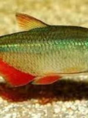 Tetra Buenos Aires 2-4cm