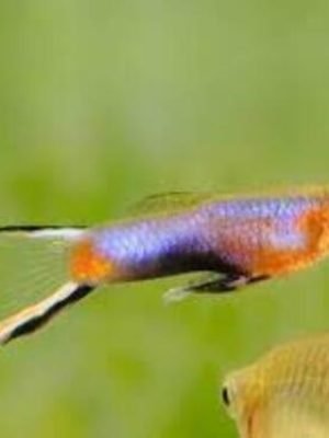 Lebiste Endler Blue Star Casal 2-4cm