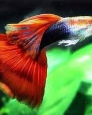Lebiste Red Casal 2-4cm
