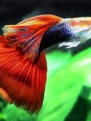 Lebiste Red Casal 2-4cm