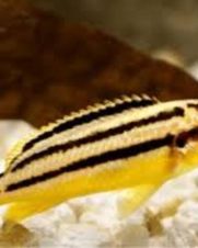 Auratus Amarelo 3-6cm