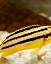 Auratus Amarelo 3-6cm