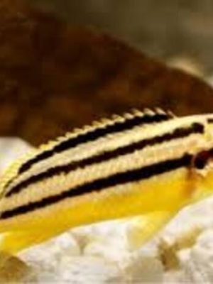 Auratus Amarelo 3-6cm