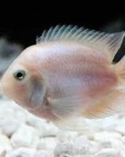 Papagaio Polar White 3-4cm